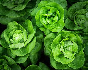 Green Produce