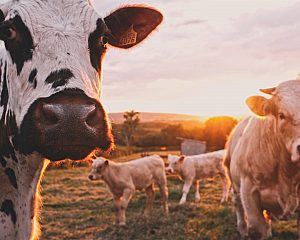 Cows in a Pasture