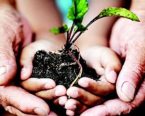 Hands holding plant