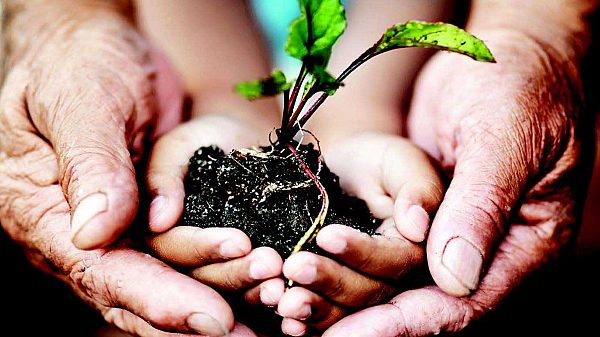 Hands holding plant