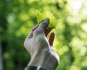 Hand Holding Leaf