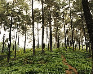 Woods