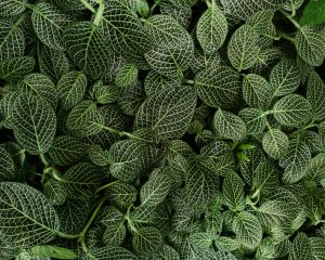 Green Plants