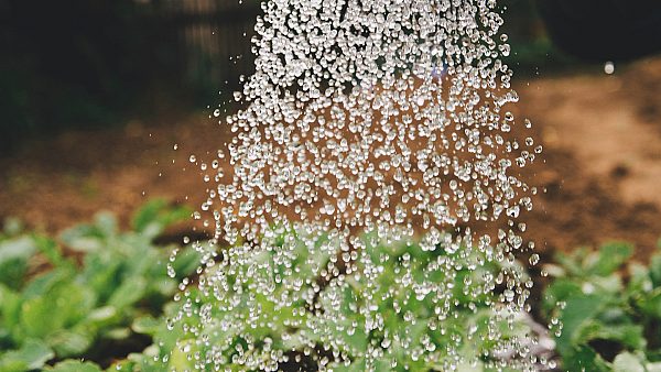 Watering Plants