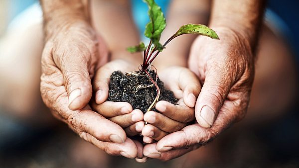 Hands Holding a Plant