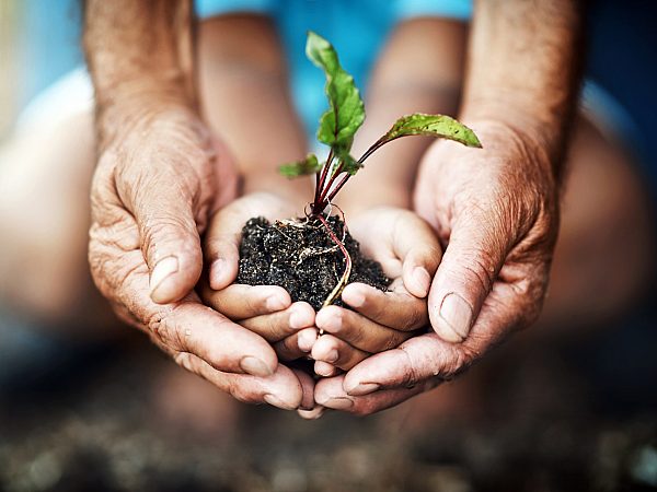 hands holding a plant